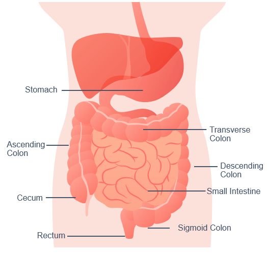Basic Anatomy of Colon and Rectum