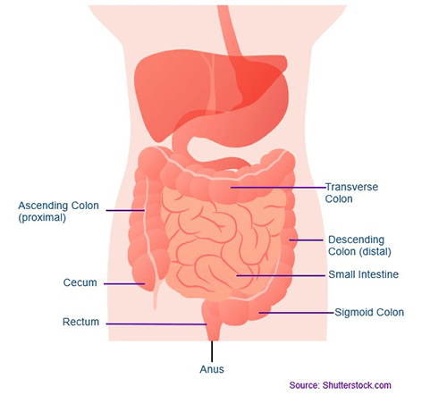 Basic anatomy of the colon and rectum