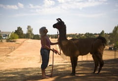 Penny standing in front of a llama holding a halter and leash